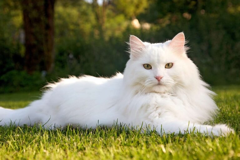 hypoallergenic cat breeds