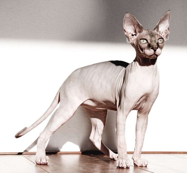 Sphynx cats cat breeds