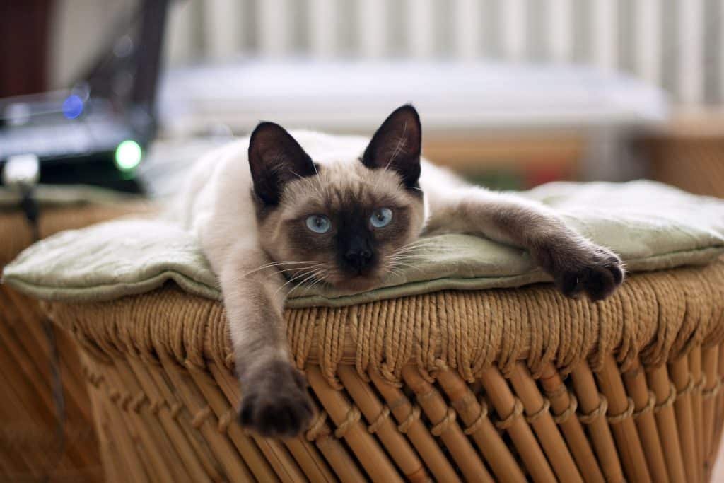 Are Siamese Cats Hypoallergenic