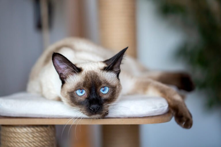 Are Siamese Cats Hypoallergenic