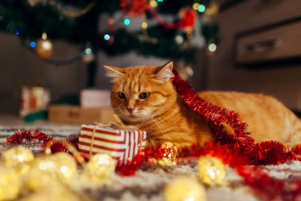 Best gifts for cat lovers